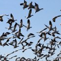 Snow Geese